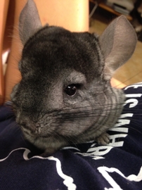 chinchilla 