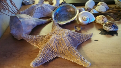 starfish