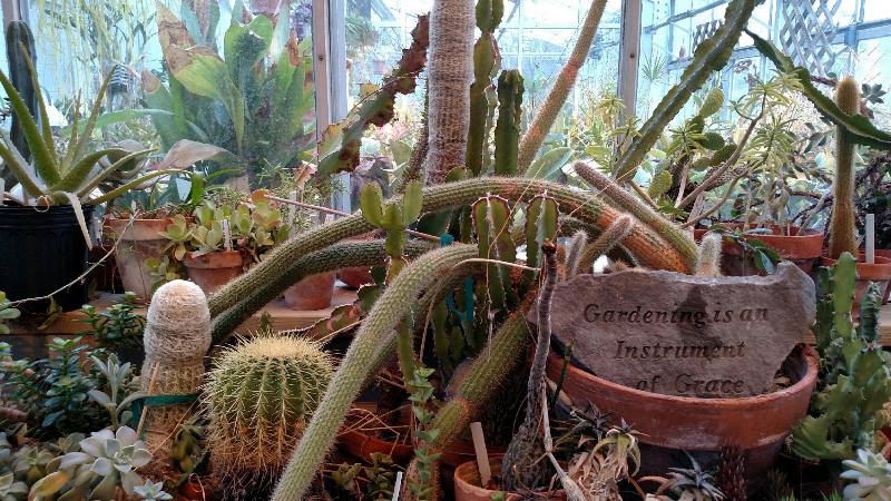 Cacti in the greenhouse