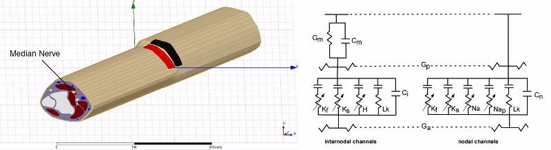 Left: A anatomical model of the arm, showing the median nerve.  Right: A circuit schematic showing the ion channels of a sensory neuron