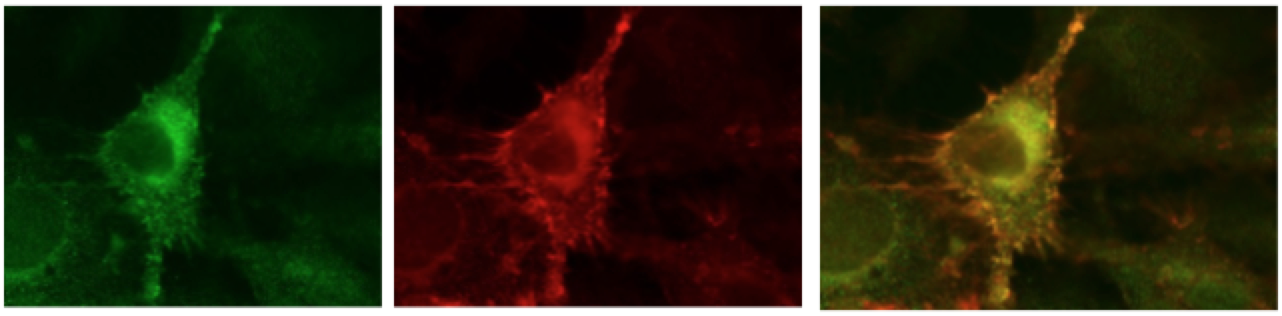 Cellular and molecular neuroscience illustration