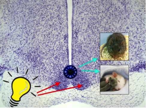 Systems/behavioral neuroscience illustration