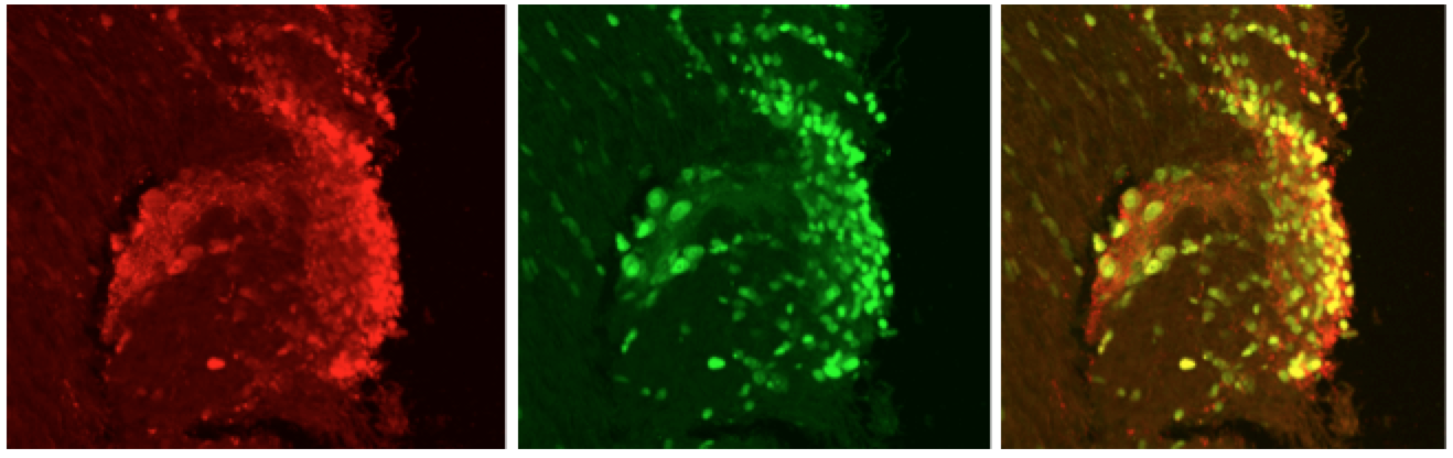 Cellular and molecular neuroscience illustration